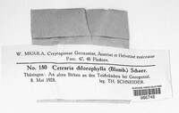 Nephromopsis chlorophylla image